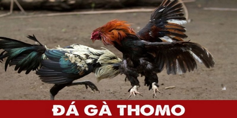 Tìm hiểu về gà danh thomo