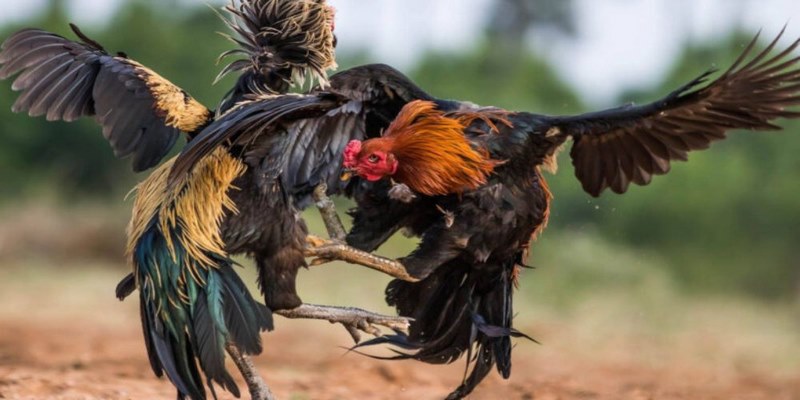 Lý do đá gà ngày càng ăn khách trên thị trường đổi thưởng