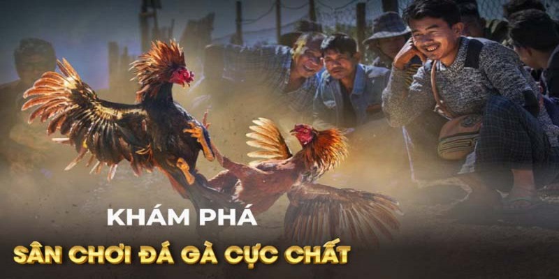 Khám phá cách chơi đá gà chi tiết cho người mới