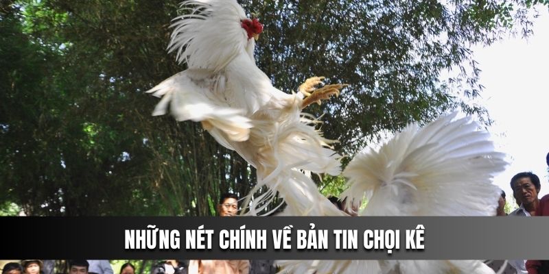 Những nét chính về bản tin chọi kê