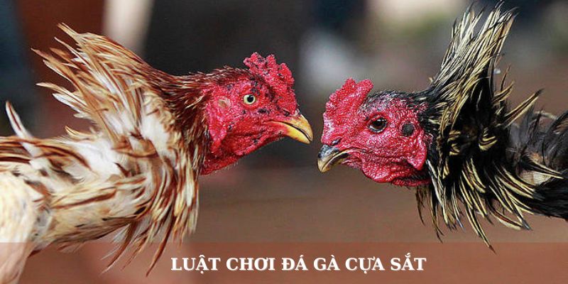 Luật chơi đá gà cựa sắt